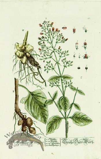 Blackwell German 034